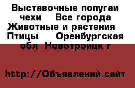 Выставочные попугаи чехи  - Все города Животные и растения » Птицы   . Оренбургская обл.,Новотроицк г.